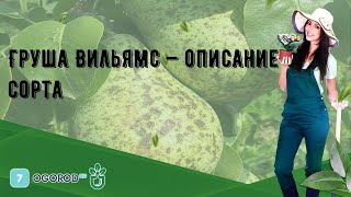 Груша Вильямс — описание сорта