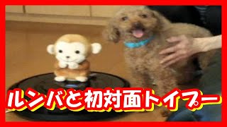 ルンバとの遭遇トイプードル【 first dog toy poodle トイプードル】