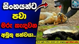 @SL_MIND_FACT | සිංහයන් පවා අභියෝගයක් වන මේ සත්වයා කවුද? 😨 #slknowledgebase #insinhala #skb