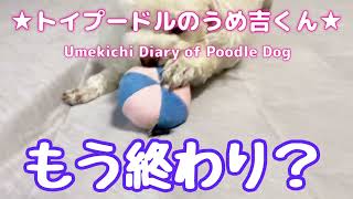 もう終わり？ ★トイプードルのうめ吉くん（718日目)★Umekichi Diary of Poodle Dog