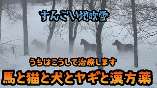 【馬の病気】うちはこうして治療します　馬と猫と犬とヤギと漢方薬