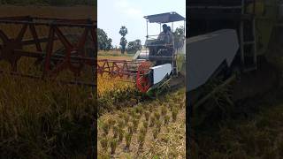 రైతు 4 నేలల శ్రమ #వడ్లు | వరి కోత మిషన్/యంత్రం #farming...👍🌾