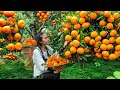 Fresh Orange Harvest – A Popular, Vitamin C-Rich Fruit for Healthy Living