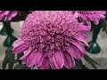 chrysanthemum flowers varieties of mums for the garden and for cut flowers