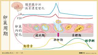 重講版_108選生三 5-1 生殖系統_2月經週期