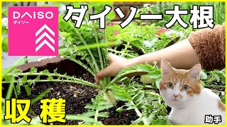 ダイソー2袋100円の大根が花壇で出来たので琥珀ちゃんと一緒に収穫する