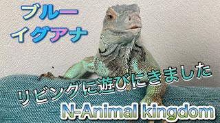 ブルーイグアナ　iguana