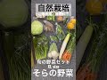 自然栽培　旬の野菜セット　2023.5.25 shorts