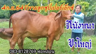 ราคาวัววันนี้ 4ก.ย.64 ลูกพ่อดัง พันธุกรรมดี หนังหนา ขาใหญ่ 083-8128769 พ่อหล่อน