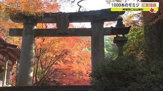 約1000本のモミジが赤や黄色に色付く 仁比山神社の紅葉が見ごろ【佐賀県神埼市】 (20/11/19 17:12)