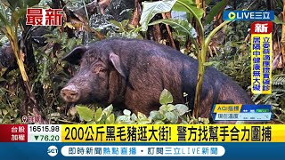 吃太多會被殺掉的!  200公斤黑毛豬逛大街 警民合力圍捕將黑豬搬移至安全處 警方猜測黑豬疑似有人飼養 目前尚未找到失主｜記者 詹蕙銘｜【萌寵54來當家】20220503｜三立新聞台