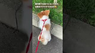 緑内障全盲パピヨンの散歩⁉️