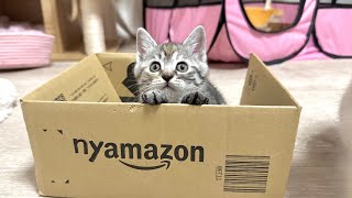 段ボール箱を気に入って中々出てこない子猫【かぐ告兄妹日記#29】Kitten that likes the cardboard box and won't come out.