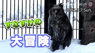 【旭山動物園エゾヒグマ】レア！すなすけの屋外展示！雪の中を走る！滑る！落ちる！掘る！立ち上がる！