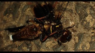 コシアキトンボの若いメスを捕食するシオヤアブのオス　おまけ画像付き　Promachus yesonicus、Pseudothemis zonata　（塩屋虻、腰空蜻蛉）