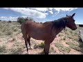 lots of foals around here ranch foals quarterhorses