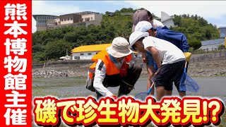 熊本の秘宝！上天草で子どもたちと探る「海辺の生き物観察会」 日本財団 海と日本PROJECT in くまもと 2023 #008