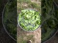 fresh beet greens~ washtub ~ cold water ~ ready to blanch in the canner ~ country life ~ simple life