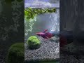 betta splendens maschio con pianta alga marimo piccola e con pianta salvinia auriculata 🐠🌿