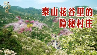 泰山北部的隐秘村庄，建在花草丛生的山谷中，村民开垦荒山成良田，不料突然麻雀成灾【悠然见南山】