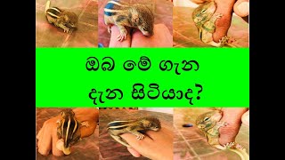 did you know about this?ඔයා මේ ගැන දැනගෙන සිටියාද?