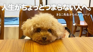 Q\u0026A：犬生楽しいですか？人生って、私ってつまらないなと疲れてしまいます。【きなこ先生のお悩み相談室】