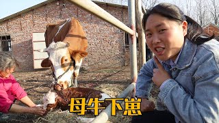 Pangmei cuisine : seeing a cow to give birth  and cooking noodles with pig's lung 