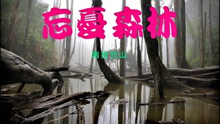 我們去杉林溪 忘憂竹山/忘憂森林