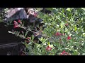 Island Snapdragon and Toyon Cluster - Inland Native Garden - Ep.11