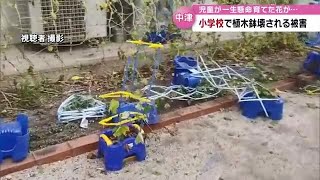 小学校に何者かが侵入か　荒らされた花壇、折られた物干し竿…複数の被害　中津市・大分