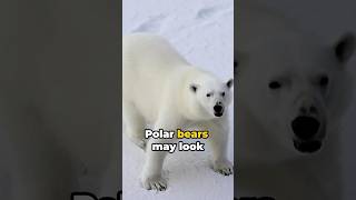 “Majestic but Deadly: Unveiling the Truth About Polar Bears 🐻‍❄️❄️”