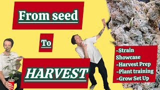 How to Grow Weed: From Seed To Harvest Series- Best Strains, How to train plants, and maximize yield