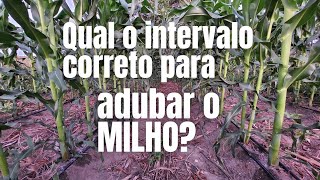 Qual o Intervalo de Tempo Correto para fazer cada Adubação no Milho.