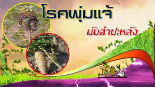 โรคพุ่มแจ้_มันสำปะหลัง(ป้องกันกำจัดอย่างไร)