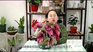 没想到秋海棠有这么多品种？叶片比花还好看，你只知道四季海棠吗