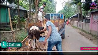 ময়মনসিংহ ও জামালপুরে কিভাবে আমাদের গরু পরিবহন করা হচ্ছে দেখুন