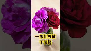 于櫻櫻 名曲「一縷相思情」❤️💯👍🌹經典名曲❤️