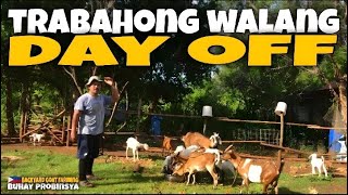 TRABAHONG WALANG DAY OFF | PAG AALAGA NG KAMBING | Backyard farming | ron revilla