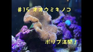 (海水魚水槽)　♯15　オオウミキノコ　ポリプ満開！