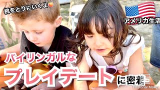 【アメリカ生活】英語と日本語が飛び交うプレイデートに密着🍑フルーツ狩り｜国際結婚|子育て|海外生活｜バイリンガル