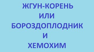 жгун корень или бороздоплодник и хемохим