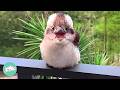 Baby Kookaburra Sings For His Favourite Girl Every Day | Cuddle Buddies