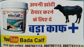 #Bada Calf+ बछिया और कटिया जल्दी तैयार करने वाला प्रोडेक्ट Bada Calf