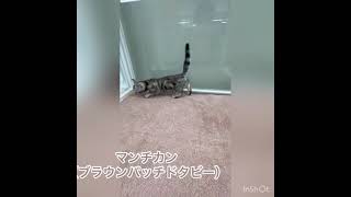 マンチカン　ブラウンパッチドタビー　女の子