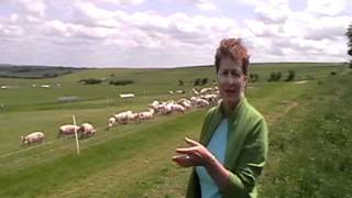 Helen Browning's organic, free range animals.