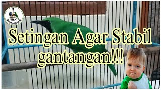 setingan cucak ijo agar selalu setabil di gantangan