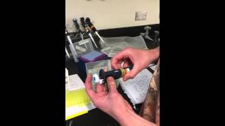 Quantifying DNA with a spectrophotometer