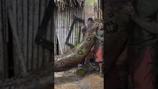 Largest Snake 🐍 In the world | Green Anaconda #snake #shorts