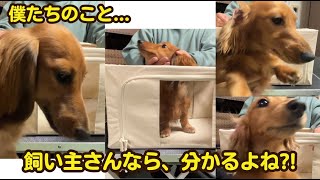 【爆笑】飼い主でもハズしちゃうwそっくり過ぎるミニチュアダックス3つ子ちゃん Three dachshund puppies with the same face