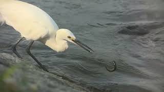 魚獲りに失敗するコサギ